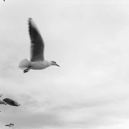 Special * Sopot